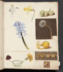 Studie av blomster, frukt og grønne tomater