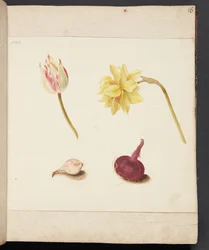 Studie av blomster og løker
