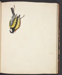 Study af död musvit