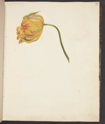 Studie av gul tulipan