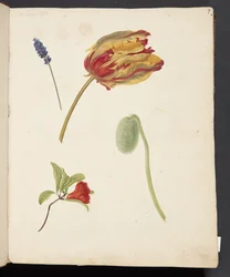 Studie av tulipan og andre blomster