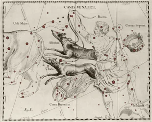 Stjernebildet Canes Venatici, Jakthunder. Plate tegnet fra "" Firmamentum Sobiescanum sive Uranographia"" av Johannes Hevelius eller Hevel (1611-1687)