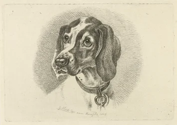 Hundehode med halsbånd med ring