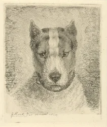 Hundehode med halsbånd