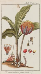 Utvalg av vakre og sjeldne planter, 1795-1798.