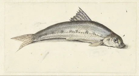 gondol