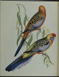 Adelaide Parakeet (Platycercus Adelaidiae) (håndfarget litho)