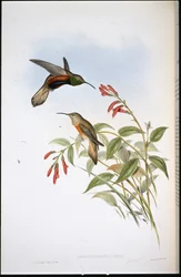 Adela's Hill-stjerne (Oreotrochilus Adela) (håndfarget litho)