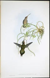 Allierte eremitter (Phaethornis Fraterculus) (håndfarget litho)