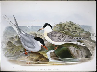 Polartern (Sterna Macrura) (håndfarget litho)