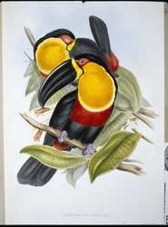 Ariel Toucan (Ramphastos Ariel) (håndfarget litho)