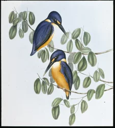 Azure Kingfisher (Alcyone Azurea) (håndfarget litho)