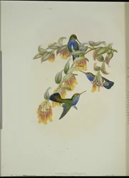Bartletts smaragdkolibri (Agyrtria Bartletti) (håndfarget litho)