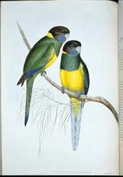 Bauers parakitt (Platycercus Baueri) (håndfarget litho)