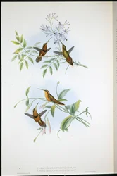 Belted eremitt (Phaethornis Nigrocinctus) og biskop eremitt (Phaethornis Episcopus) (håndfarget litho)