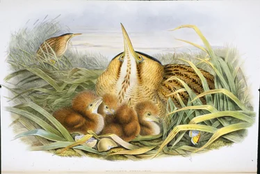 Bittern (Botaurus Stellaris) (håndfarget litho)