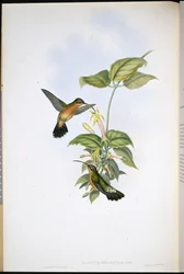 Svarthalet eremittkolibri (Glaucis melanura)