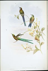 Boliviansk sylf (Cynanthus Bolivianus) (håndfarget litho)