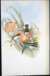Brasiliansk fe (Heliothrix Auriculatus) (håndfarget litho)