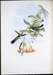 Cayene Fairy (Heliothryx Auritus) (håndfarget litho)