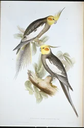 Nymfeparakitt (Nymphicus novaehollandiae)