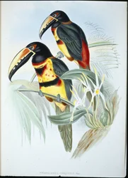 Collared AracariI (Pteroglossus Torquatus) (håndfarget litho)