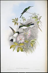 Columbian Fairy (Heliothrix Barroti) (håndfarget litho)