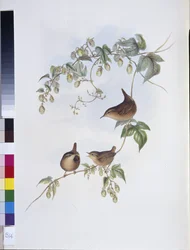 Vanlig Wren (Troglodytes Europeus) (håndfarget litho)