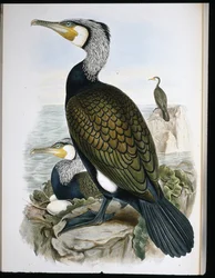 Skarv (Phalacrocorax Carbo) (håndfarget litho)