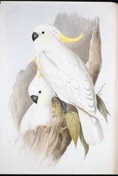Gulkuet kakadue (Cacatua galerita)