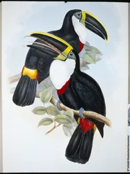 Kulminert tukan (Ramphastos Culminatus) (håndfarget litho)