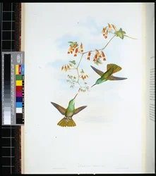 D'Oca's Amazilia (amazilia ocai) (håndfarget litho)