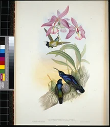 De-Lattre's Sabre-wing (campylopterus Delattrei) (håndfarget litho)