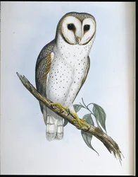 Delikat ugle (Strix Delicatulis) (håndfarget litho)