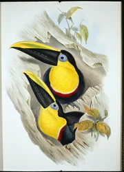 Tvilsom tukan (Ramphastos Ambiguus) (håndfarget litho)