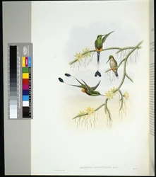 Ecuador Racket-hale (spathura solstitialis) (håndfarget litho)