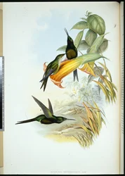 Keiserinne Humming-bird (Eugenia Imperatrix) (håndfarget litho)
