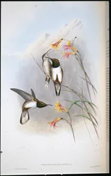 Estellas bakkestjernekolibri (Oreotrochilus Estella) (håndfarget litho)