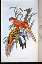 Fiery Parakeet (platycercus ignitus) (håndfarget litho)