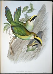 Gyldengrønn Groovebill Toucan (Aulacoramphus Prasinus) (håndfarget litho)