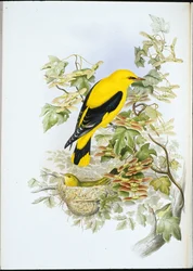 Golden Oriole (Oriolus Galbula) (håndfarget litho)