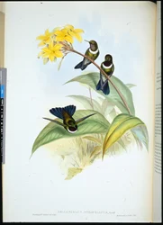 Gorgeted Sun Angel (Heliangelus Strophianus) (håndfarget litho)