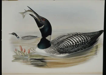 Great Northern Diver (Colymbus Glacialis) (håndfarget litho)