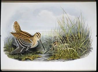 Great Snipe (Gallinaco Major) (håndfarget litho)