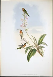 Grønnhaleeremitt (Phaethornis viridicaudata)