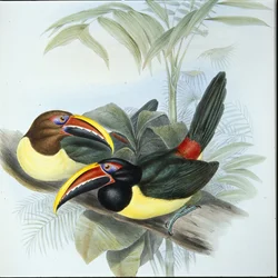 Grønn Aracari (Pteroglossus Viridis) (håndfarget litho)