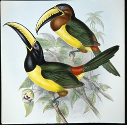 Humboldts Aracari (Pteroglossus Humboldti) (håndfarget litho)