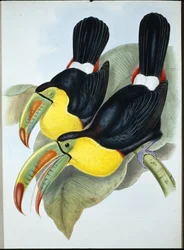 Kjølnebbtukan (Ramphastos Carinatus) (håndfarget litho)