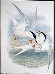 Kite of Glead (Milvus Regalis) (håndfarget litho)