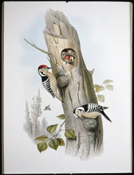 Mindre flekkete spett (Picus Minor) (håndfarget litho)